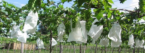 túi vải không dệt bọc trái cây giúp ngăn ngừa sâu bệnh, ruồi đục và rám quả