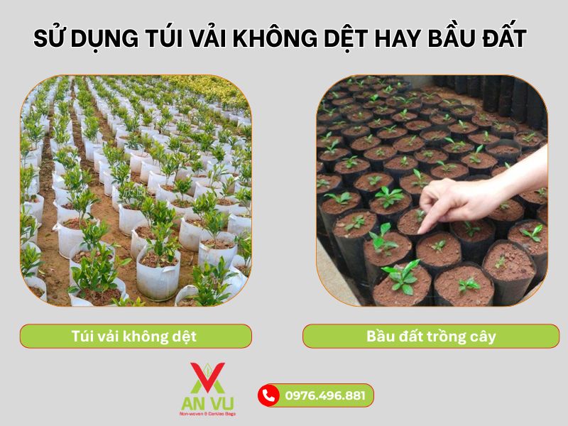 So sánh túi vải không dệt và bầu đất: Giải pháp nào tốt hơn cho cây giống?