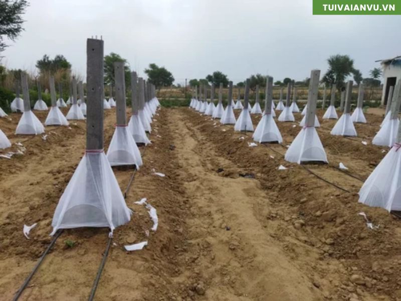 Vải không dệt nông nghiệp bảo vệ gốc cây trồng thanh long